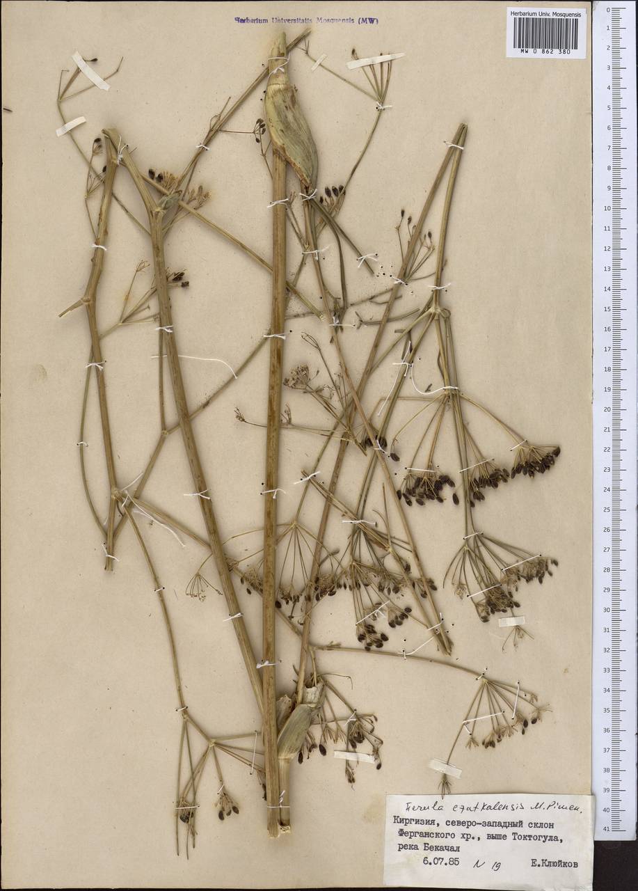 Ферула чаткальская Pimenov, Средняя Азия и Казахстан, Западный Тянь-Шань и Каратау (M3) (Киргизия)