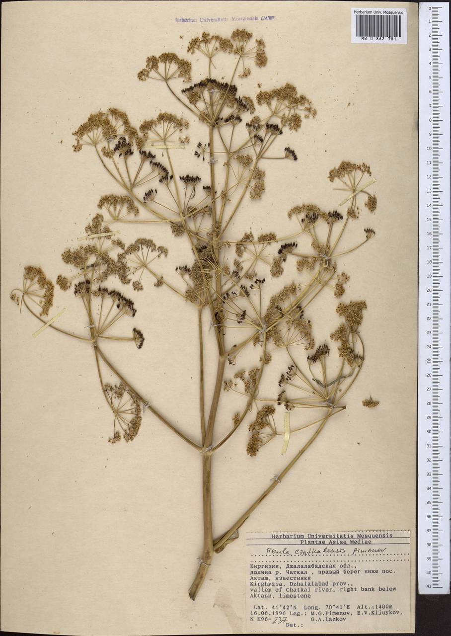 Ферула чаткальская Pimenov, Средняя Азия и Казахстан, Западный Тянь-Шань и Каратау (M3) (Киргизия)