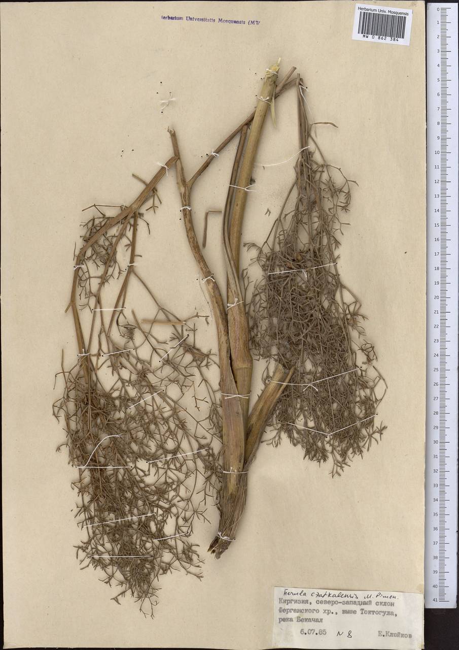 Ферула чаткальская Pimenov, Средняя Азия и Казахстан, Западный Тянь-Шань и Каратау (M3) (Киргизия)