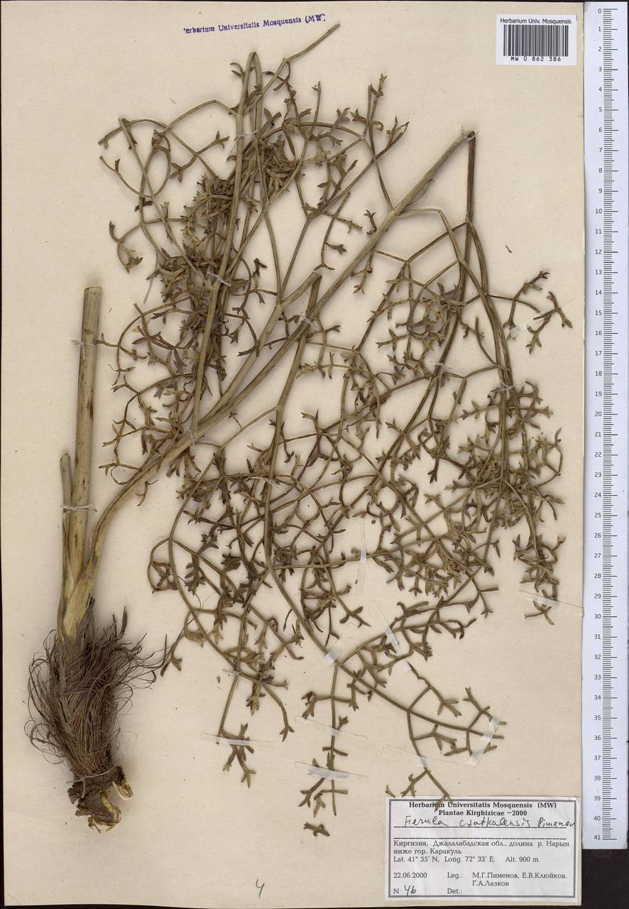 Ферула чаткальская Pimenov, Средняя Азия и Казахстан, Западный Тянь-Шань и Каратау (M3) (Киргизия)