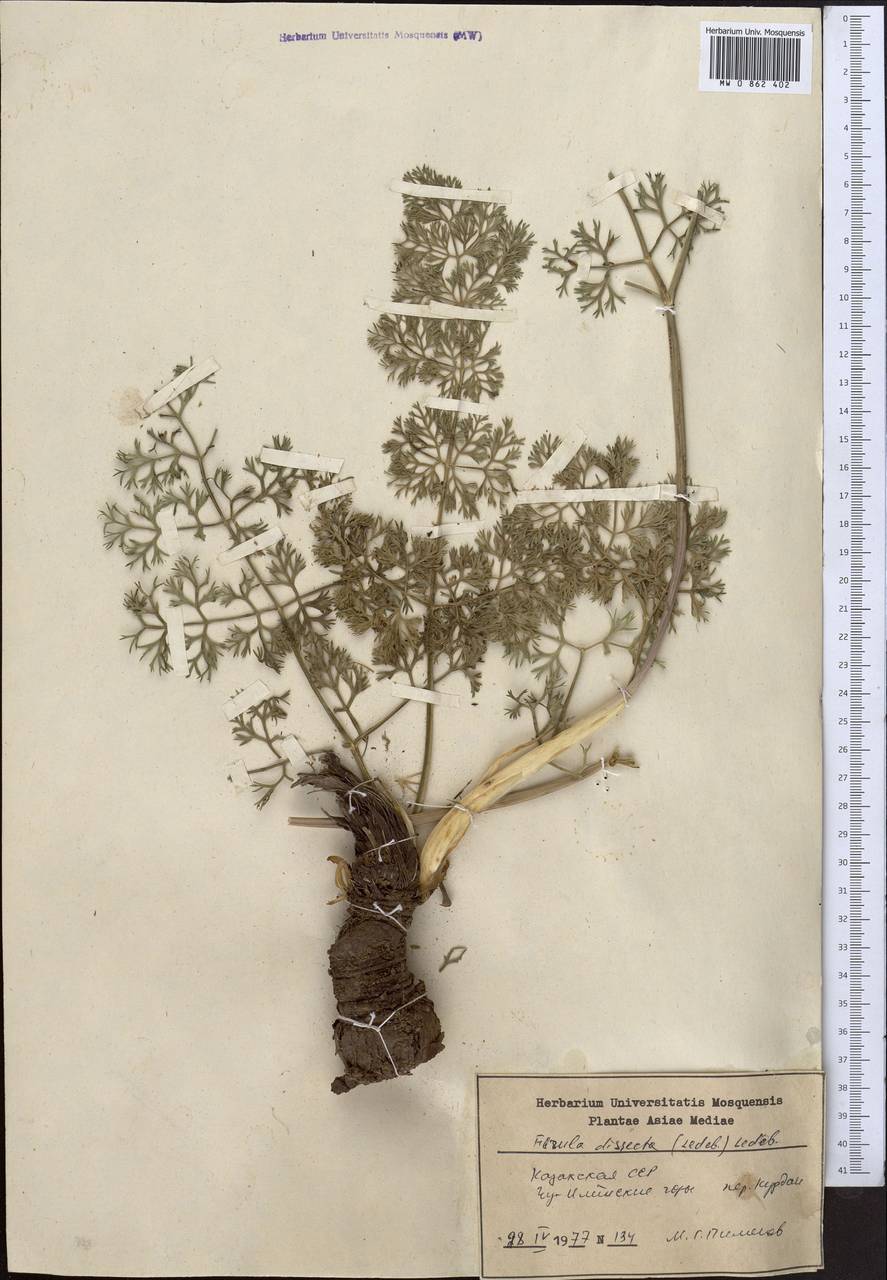 Ферула рассеченная (Ledeb.) Ledeb., Средняя Азия и Казахстан, Северный и Центральный Тянь-Шань (M4) (Казахстан)