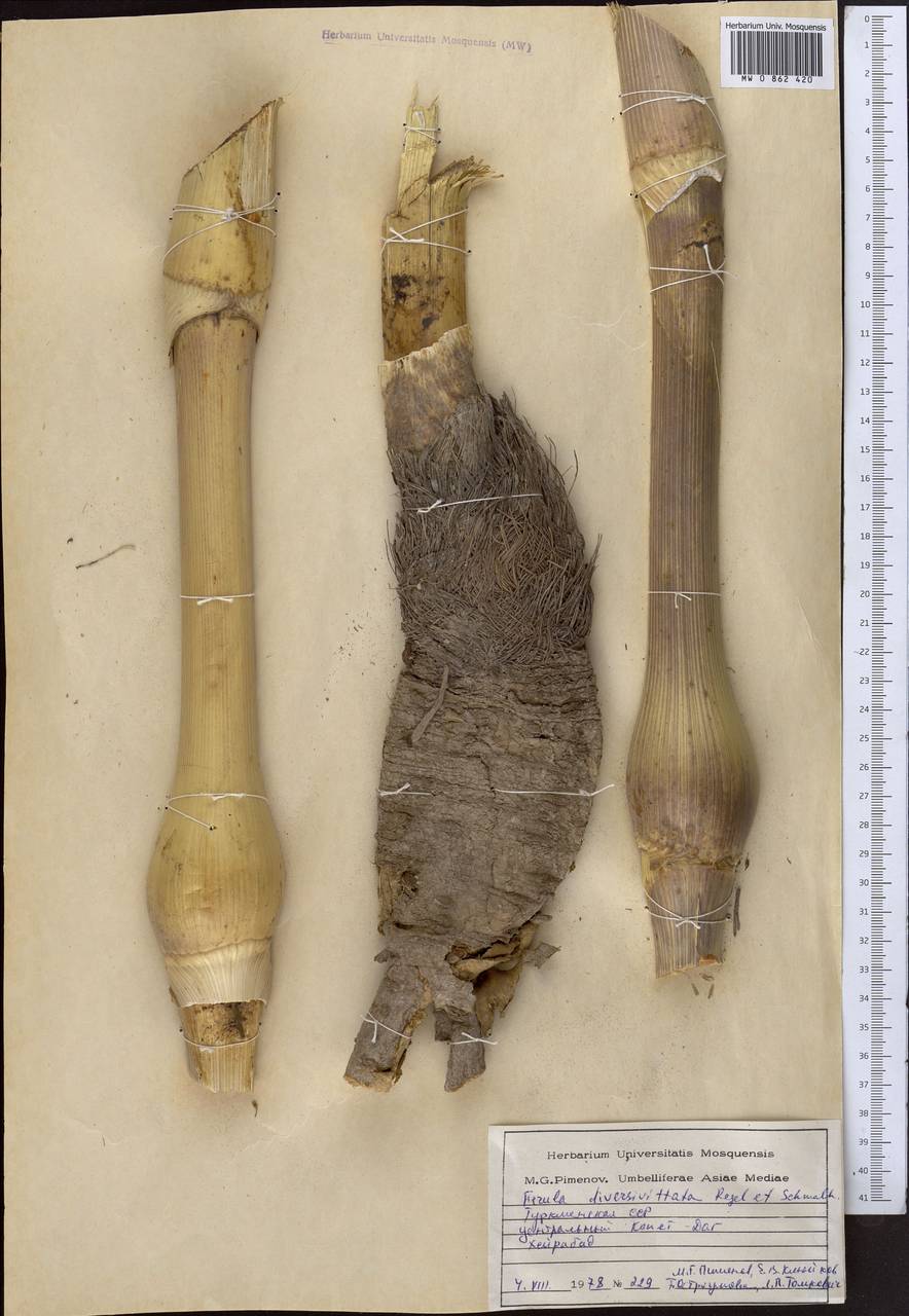 Ферула разноканальцевая Regel & Schmalh., Средняя Азия и Казахстан, Копетдаг, Бадхыз, Малый и Большой Балхан (M1) (Туркмения)