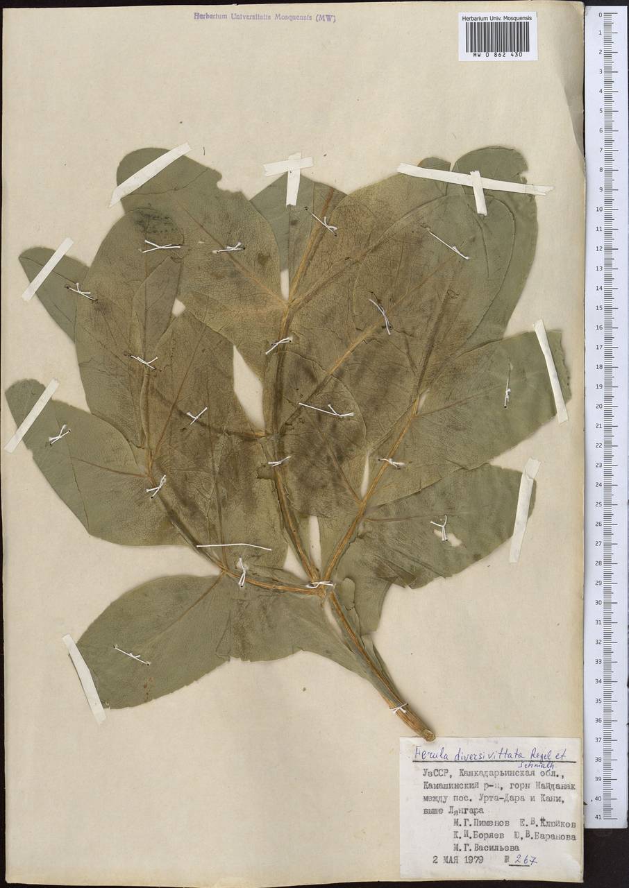 Ферула разноканальцевая Regel & Schmalh., Средняя Азия и Казахстан, Памир и Памиро-Алай (M2) (Узбекистан)