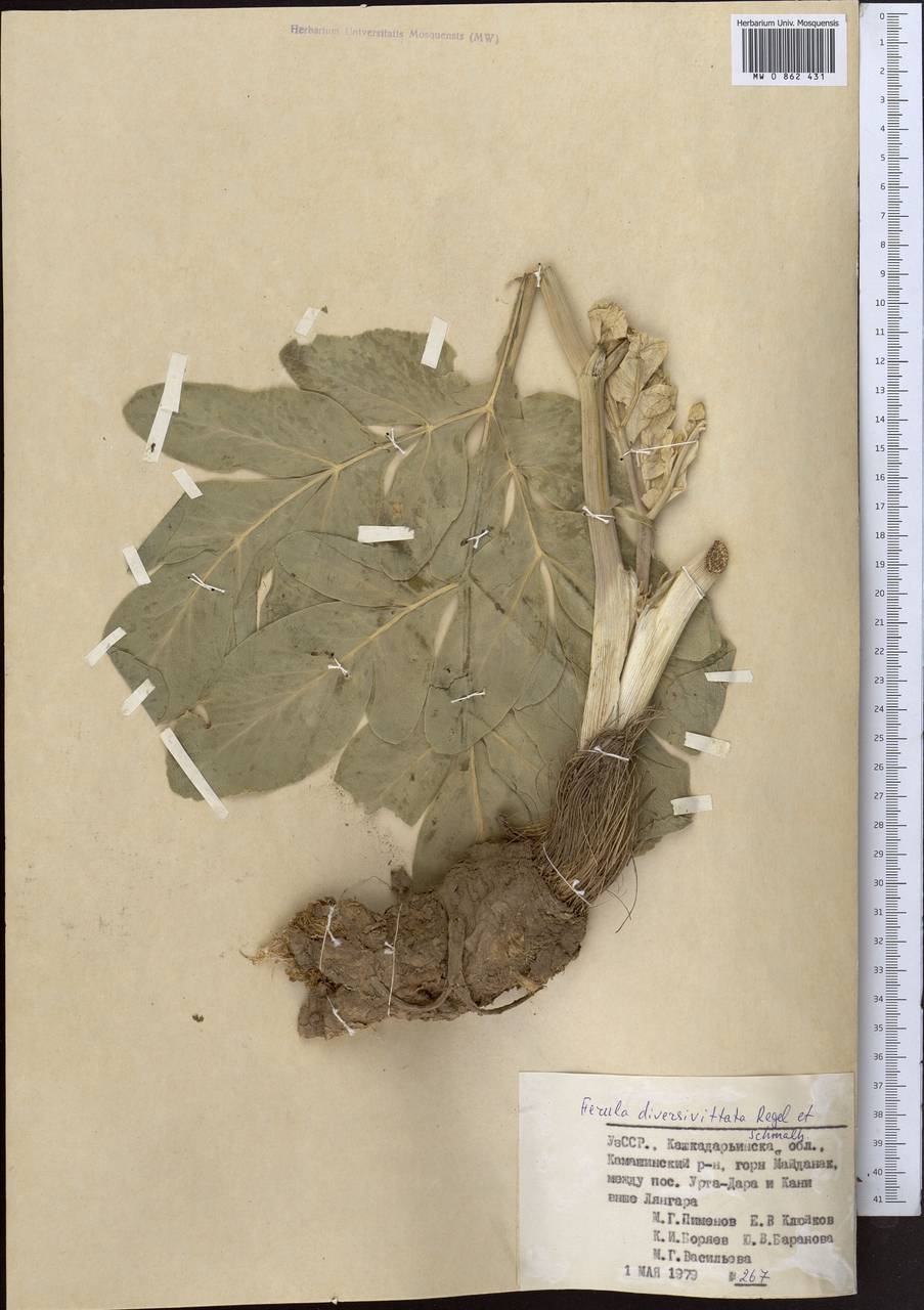 Ферула разноканальцевая Regel & Schmalh., Средняя Азия и Казахстан, Памир и Памиро-Алай (M2) (Узбекистан)