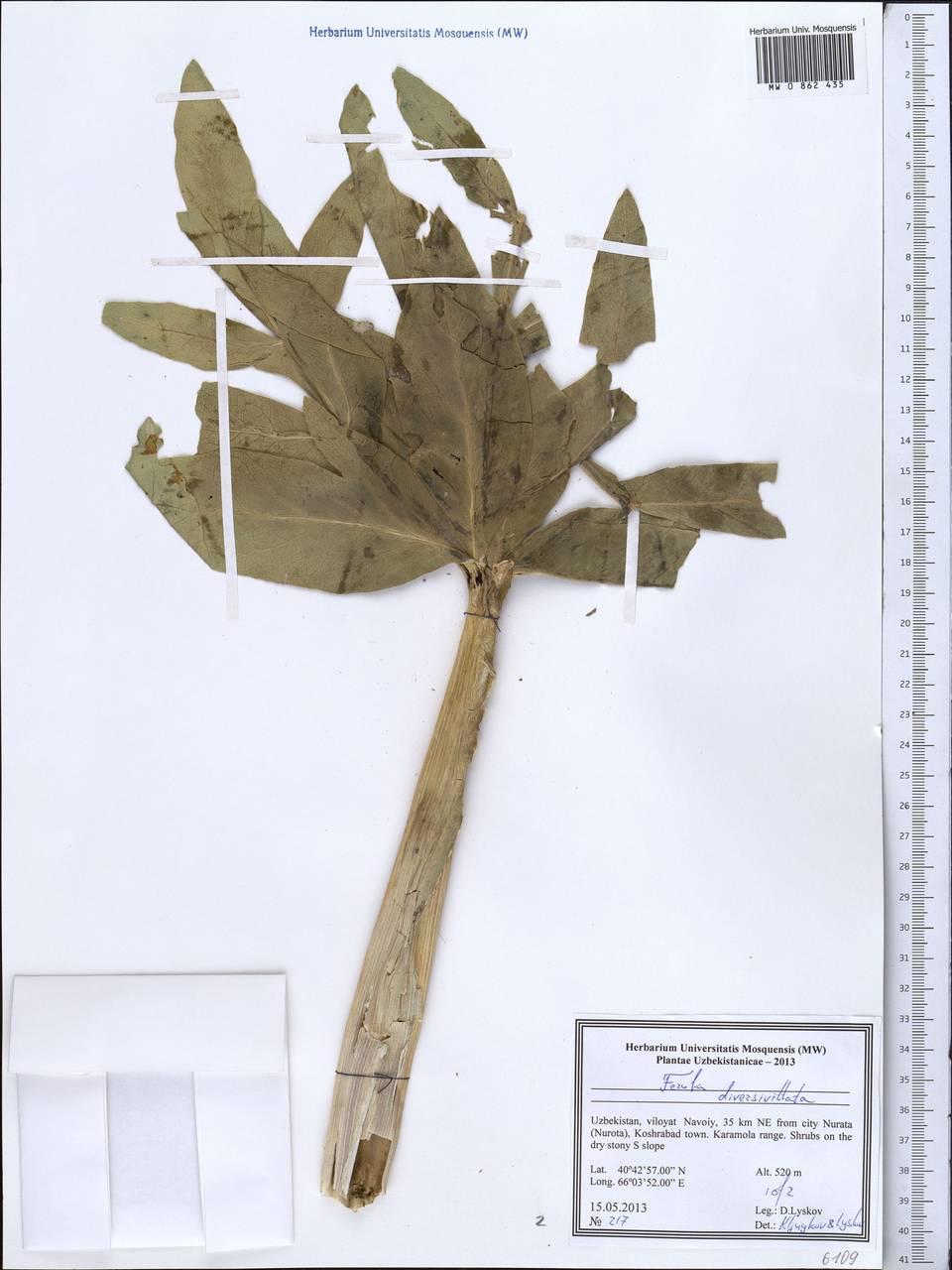 Ферула разноканальцевая Regel & Schmalh., Средняя Азия и Казахстан, Памир и Памиро-Алай (M2) (Узбекистан)