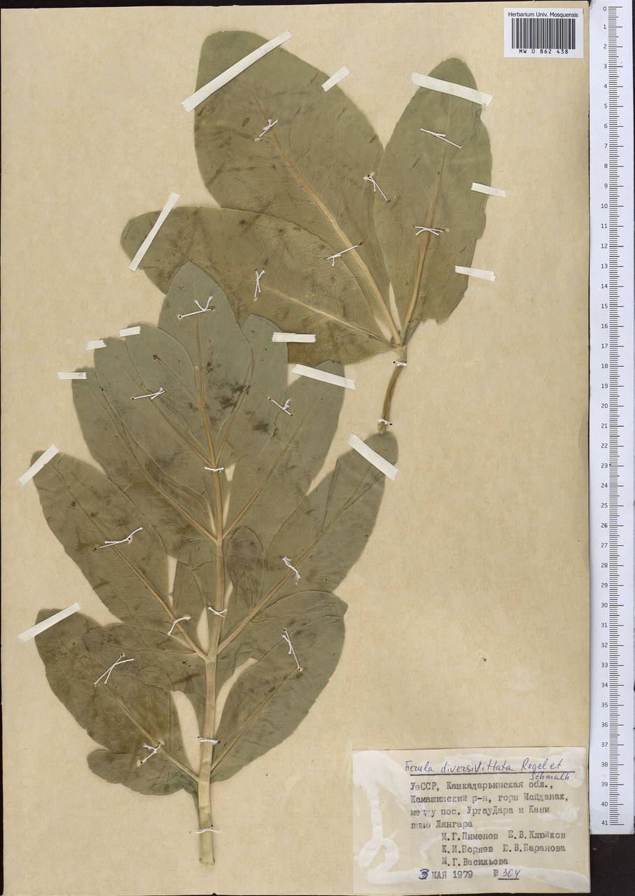 Ферула разноканальцевая Regel & Schmalh., Средняя Азия и Казахстан, Памир и Памиро-Алай (M2) (Узбекистан)