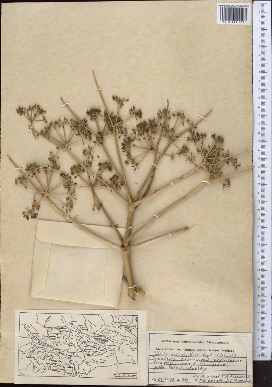 Ферула разноканальцевая Regel & Schmalh., Средняя Азия и Казахстан, Западный Тянь-Шань и Каратау (M3) (Казахстан)