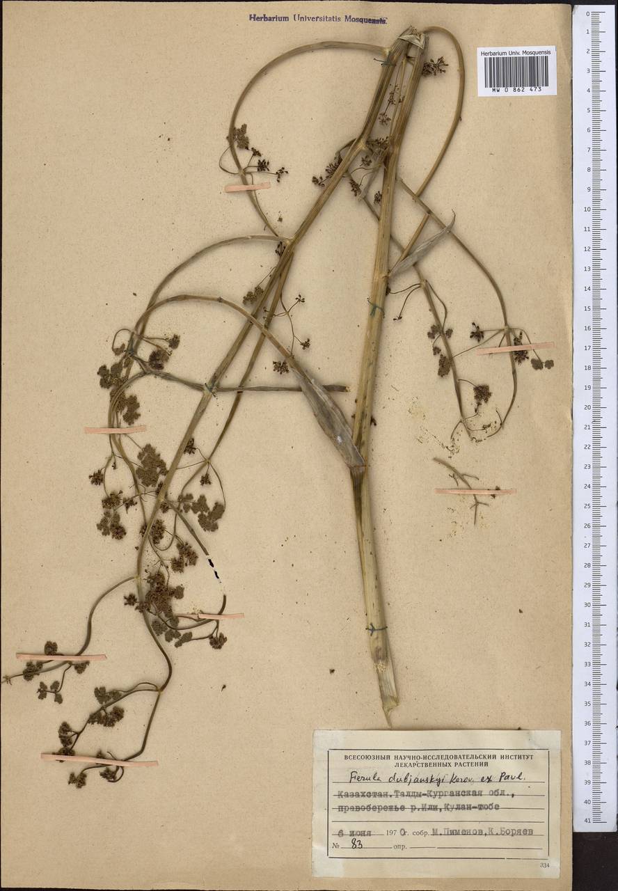 Ferula dshaudshamyr Korovin, Средняя Азия и Казахстан, Муюнкумы, Прибалхашье и Бетпак-Дала (M9) (Казахстан)