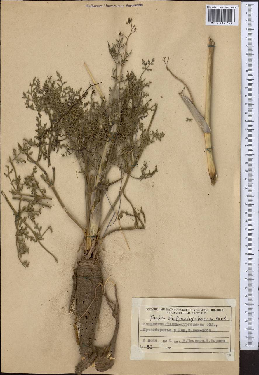 Ferula dshaudshamyr Korovin, Средняя Азия и Казахстан, Муюнкумы, Прибалхашье и Бетпак-Дала (M9) (Казахстан)