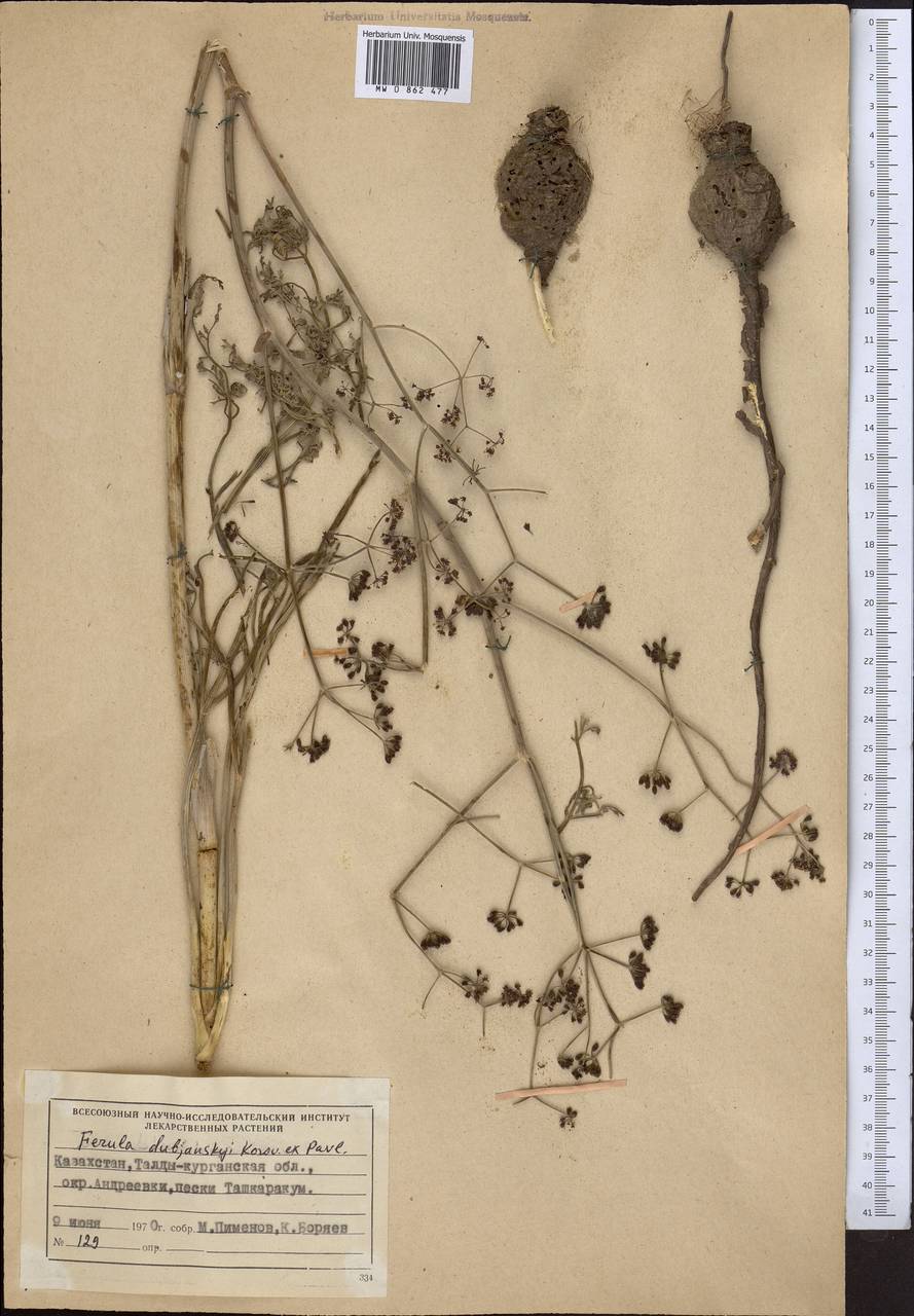 Ferula dshaudshamyr Korovin, Средняя Азия и Казахстан, Муюнкумы, Прибалхашье и Бетпак-Дала (M9) (Казахстан)