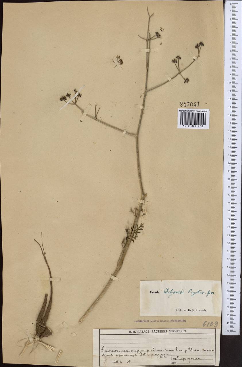 Ferula dshaudshamyr Korovin, Средняя Азия и Казахстан, Муюнкумы, Прибалхашье и Бетпак-Дала (M9) (Казахстан)