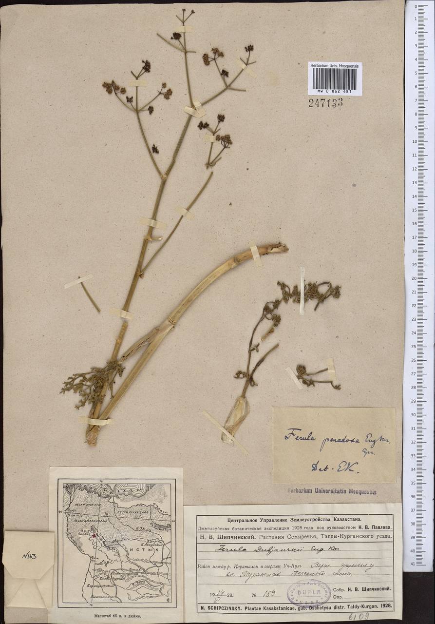 Ferula dshaudshamyr Korovin, Средняя Азия и Казахстан, Муюнкумы, Прибалхашье и Бетпак-Дала (M9) (Казахстан)