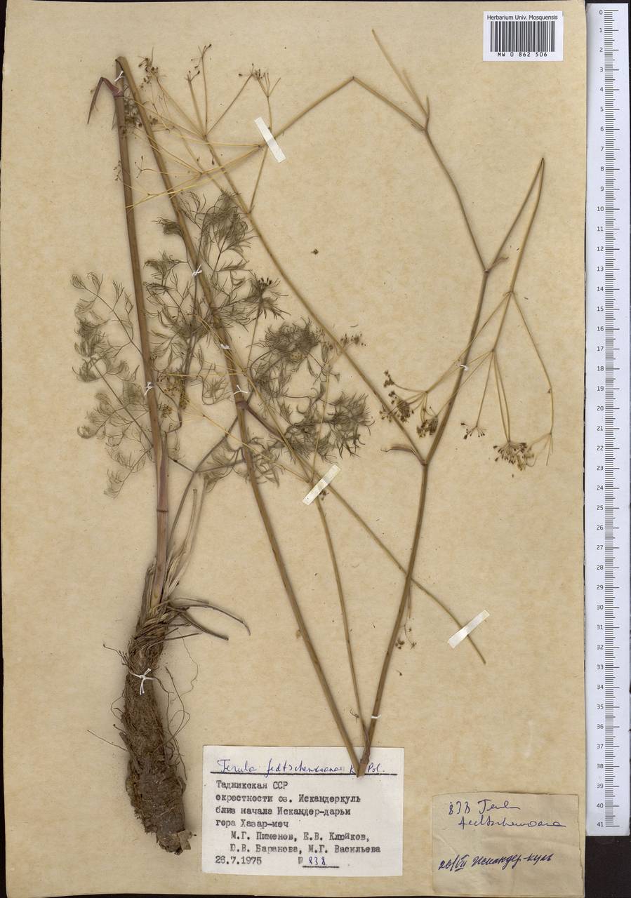 Ферула Федченко Koso-Pol., Средняя Азия и Казахстан, Памир и Памиро-Алай (M2) (Таджикистан)
