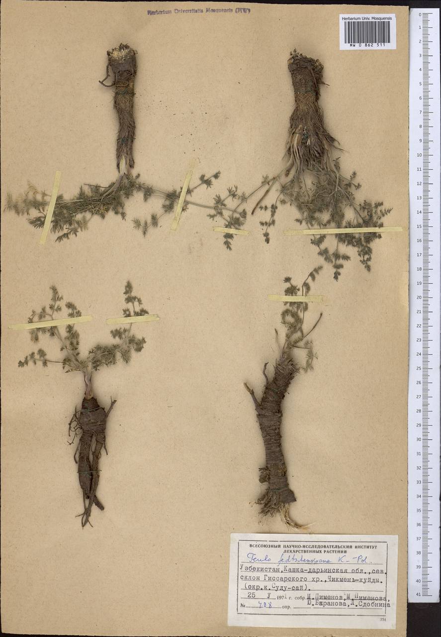 Ферула Федченко Koso-Pol., Средняя Азия и Казахстан, Памир и Памиро-Алай (M2) (Узбекистан)