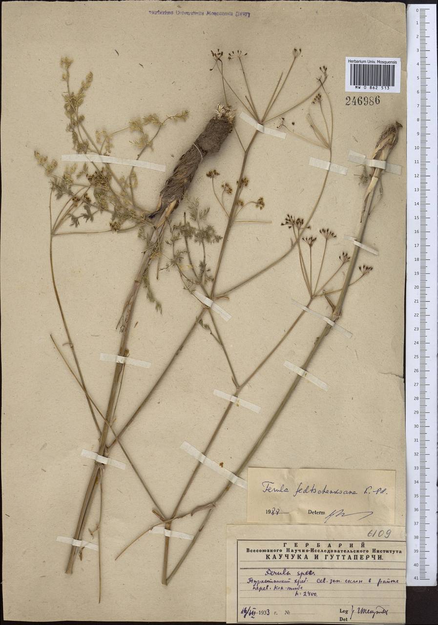 Ферула Федченко Koso-Pol., Средняя Азия и Казахстан, Памир и Памиро-Алай (M2) (Узбекистан)