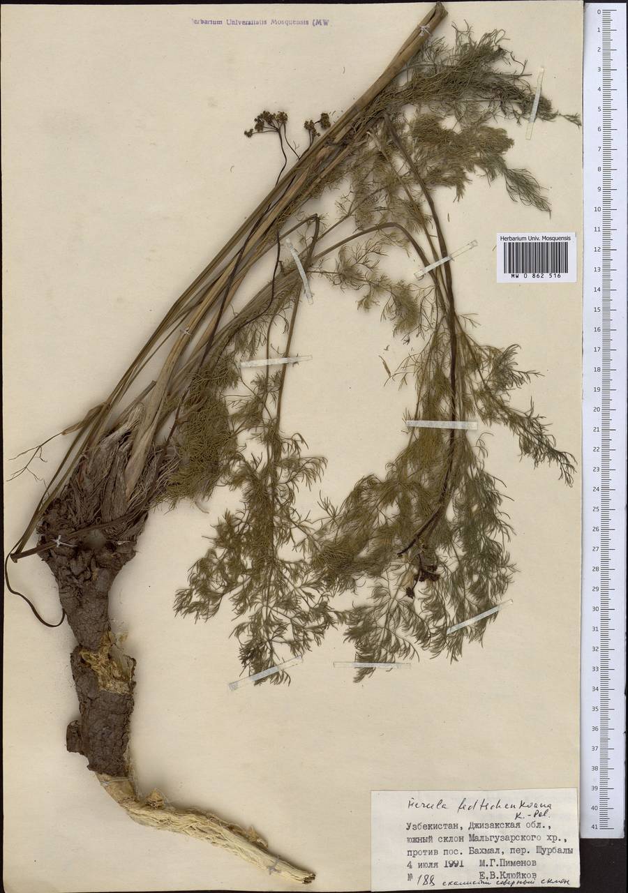 Ферула Федченко Koso-Pol., Средняя Азия и Казахстан, Памир и Памиро-Алай (M2) (Узбекистан)