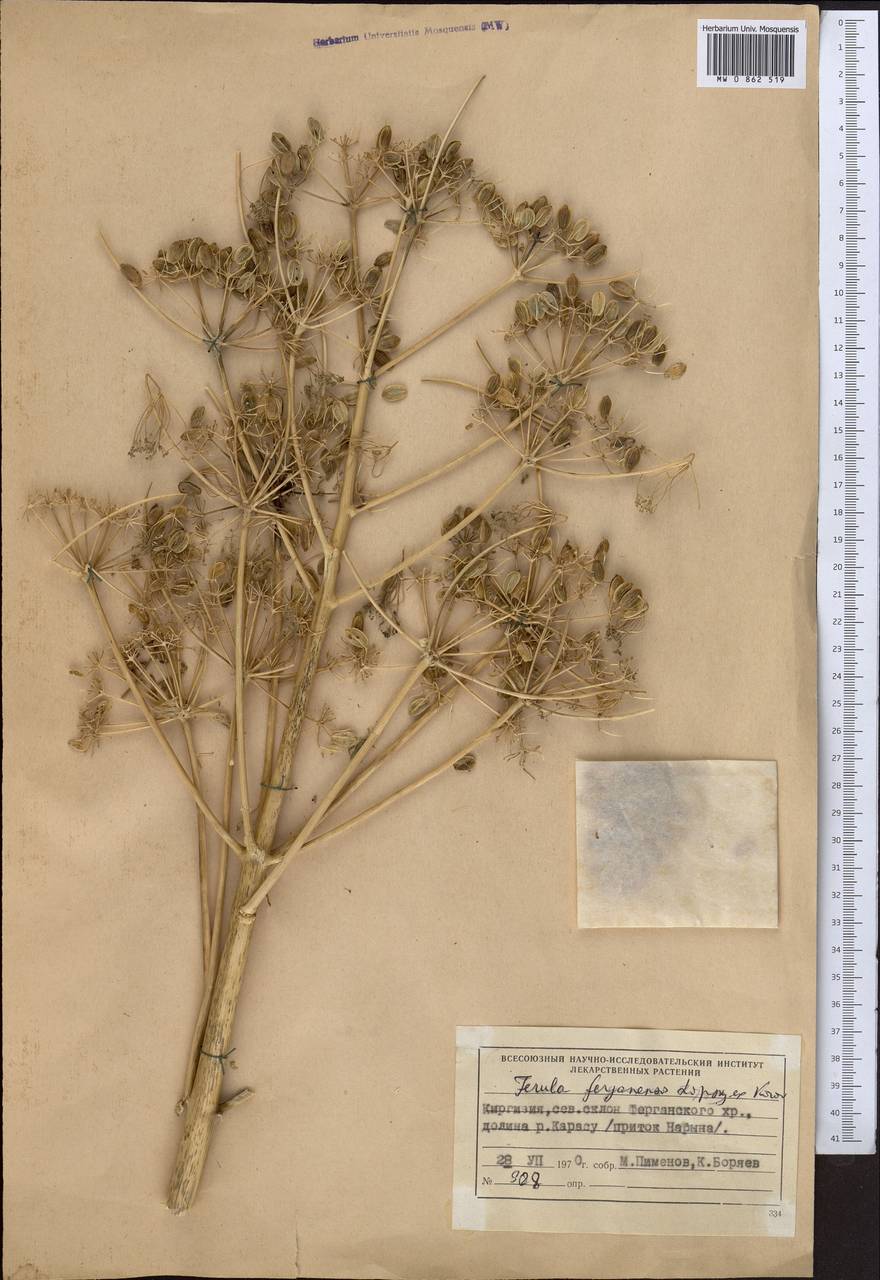 Ферула ферганская Lipsky ex Korovin, Средняя Азия и Казахстан, Западный Тянь-Шань и Каратау (M3) (Киргизия)