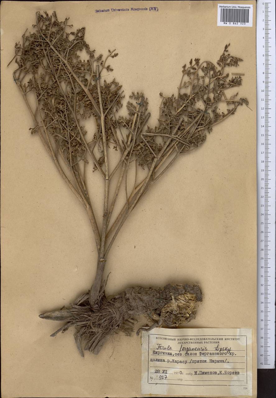 Ферула ферганская Lipsky ex Korovin, Средняя Азия и Казахстан, Западный Тянь-Шань и Каратау (M3) (Киргизия)