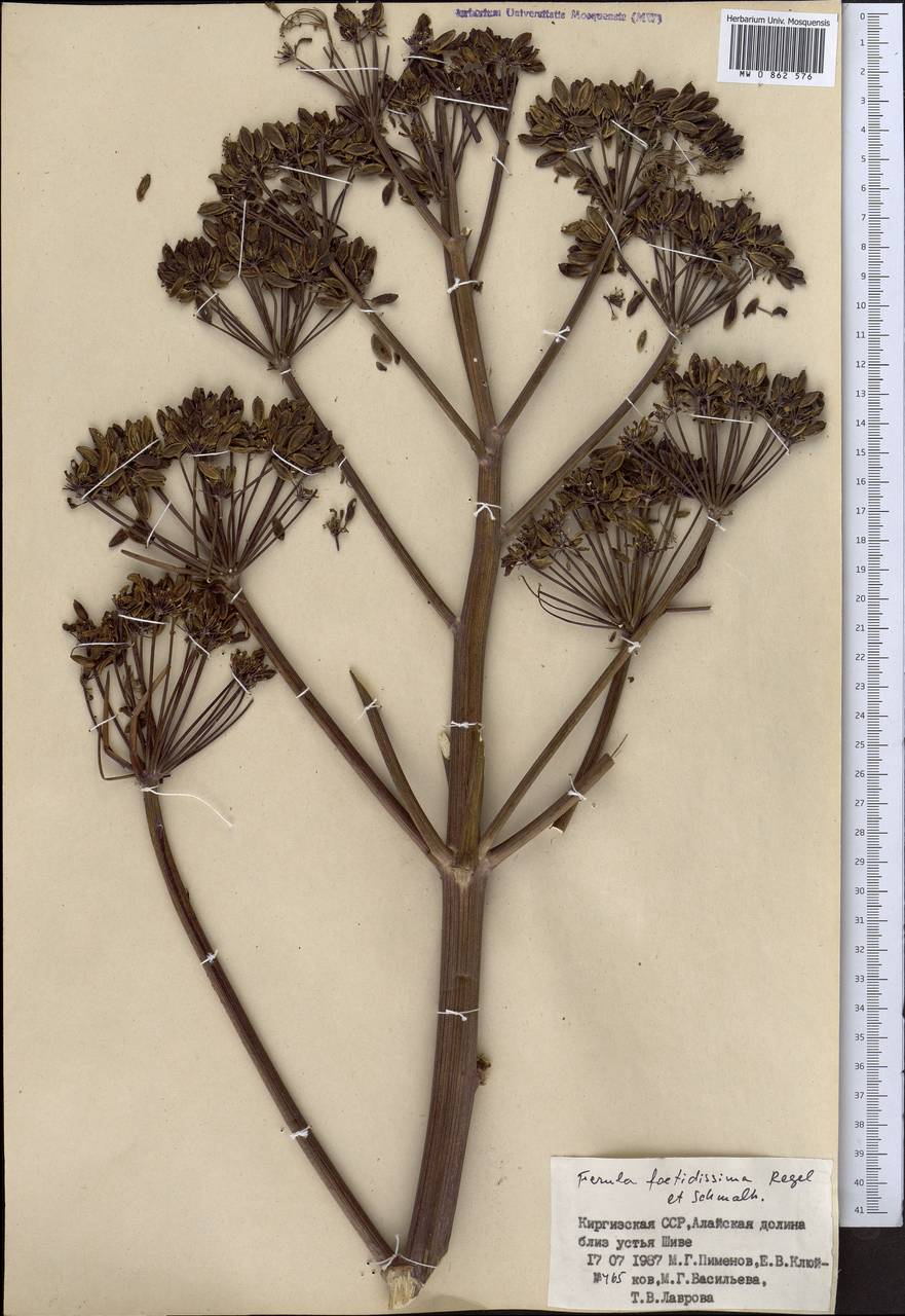 Ферула вонючейшая Regel & Schmalh., Средняя Азия и Казахстан, Памир и Памиро-Алай (M2) (Киргизия)