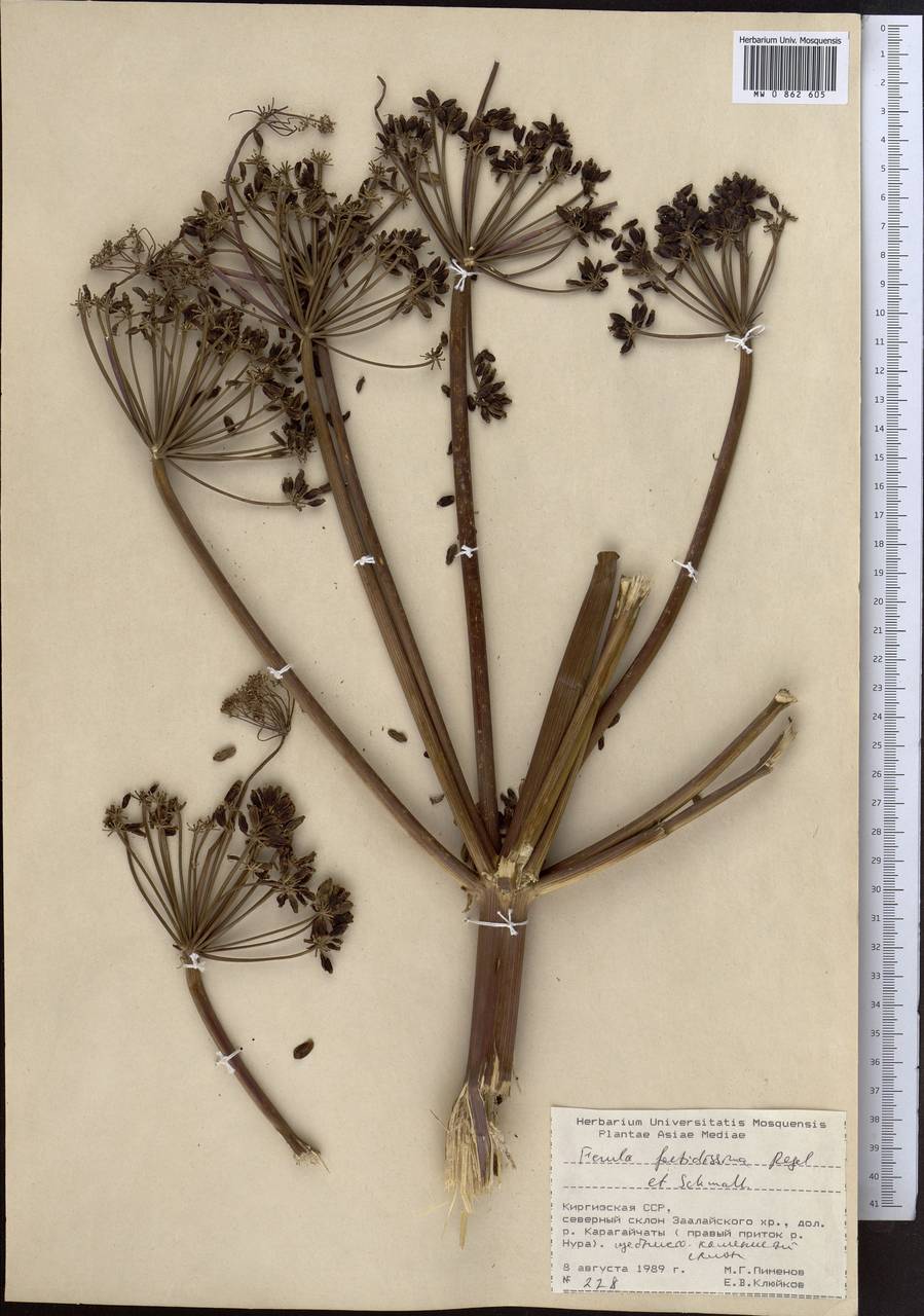 Ферула вонючейшая Regel & Schmalh., Средняя Азия и Казахстан, Памир и Памиро-Алай (M2) (Киргизия)