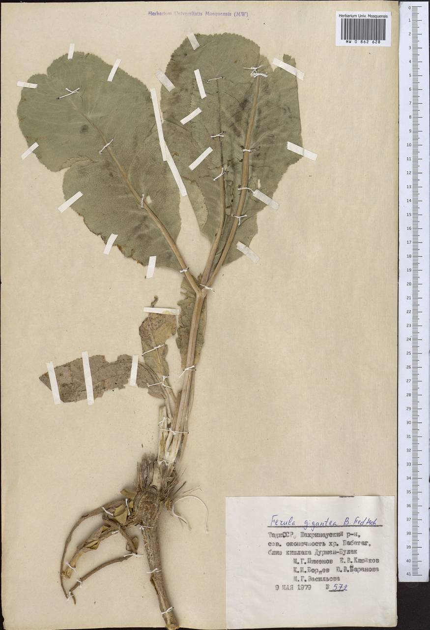 Ферула гигантская B.Fedtsch., Средняя Азия и Казахстан, Памир и Памиро-Алай (M2) (Таджикистан)