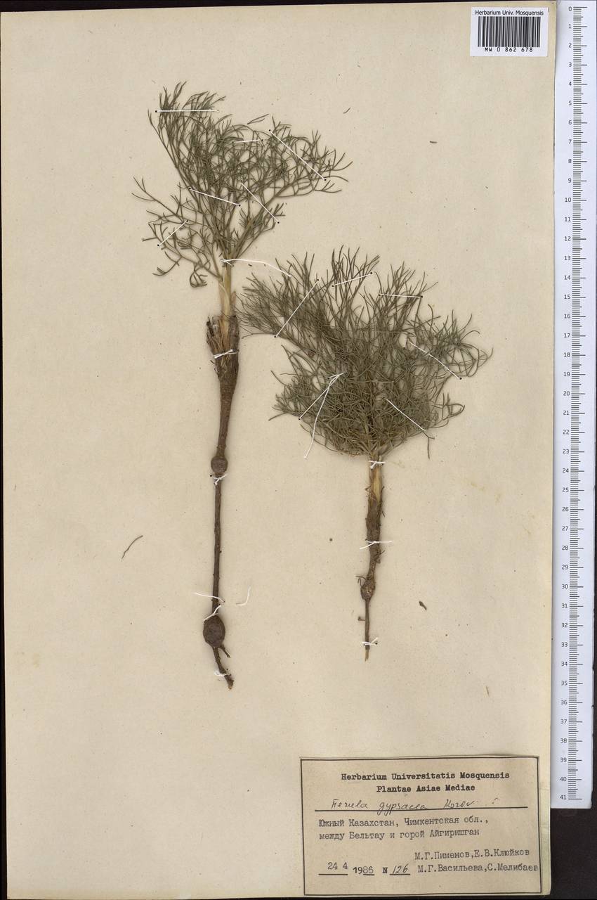 Ферула гипсолюбивая Korovin, Средняя Азия и Казахстан, Сырдарьинские пустыни и Кызылкумы (M7) (Казахстан)