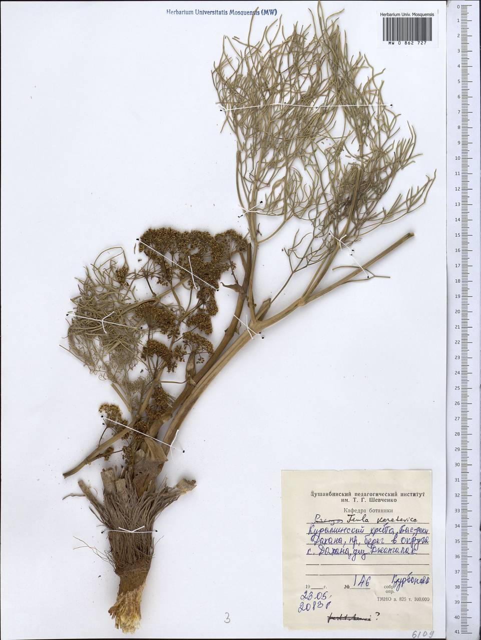 Ферула боролдайская Regel & Schmalh., Средняя Азия и Казахстан, Западный Тянь-Шань и Каратау (M3) (Таджикистан)