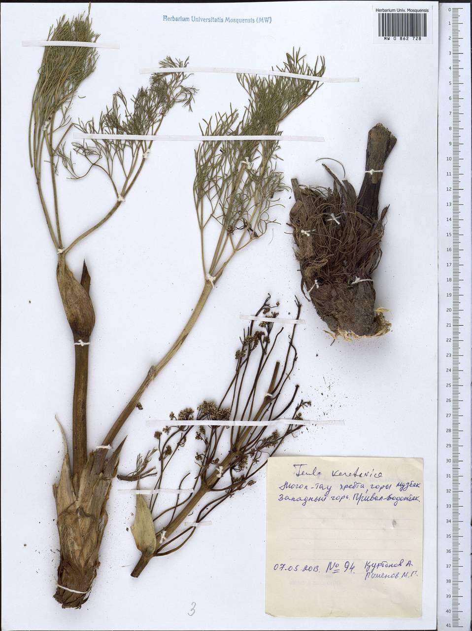 Ферула боролдайская Regel & Schmalh., Средняя Азия и Казахстан, Западный Тянь-Шань и Каратау (M3) (Таджикистан)