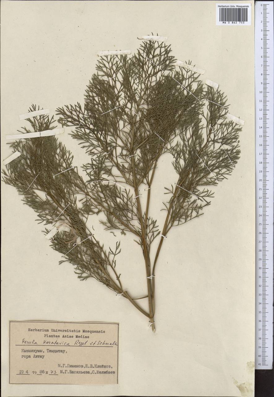 Ферула боролдайская Regel & Schmalh., Средняя Азия и Казахстан, Сырдарьинские пустыни и Кызылкумы (M7) (Узбекистан)