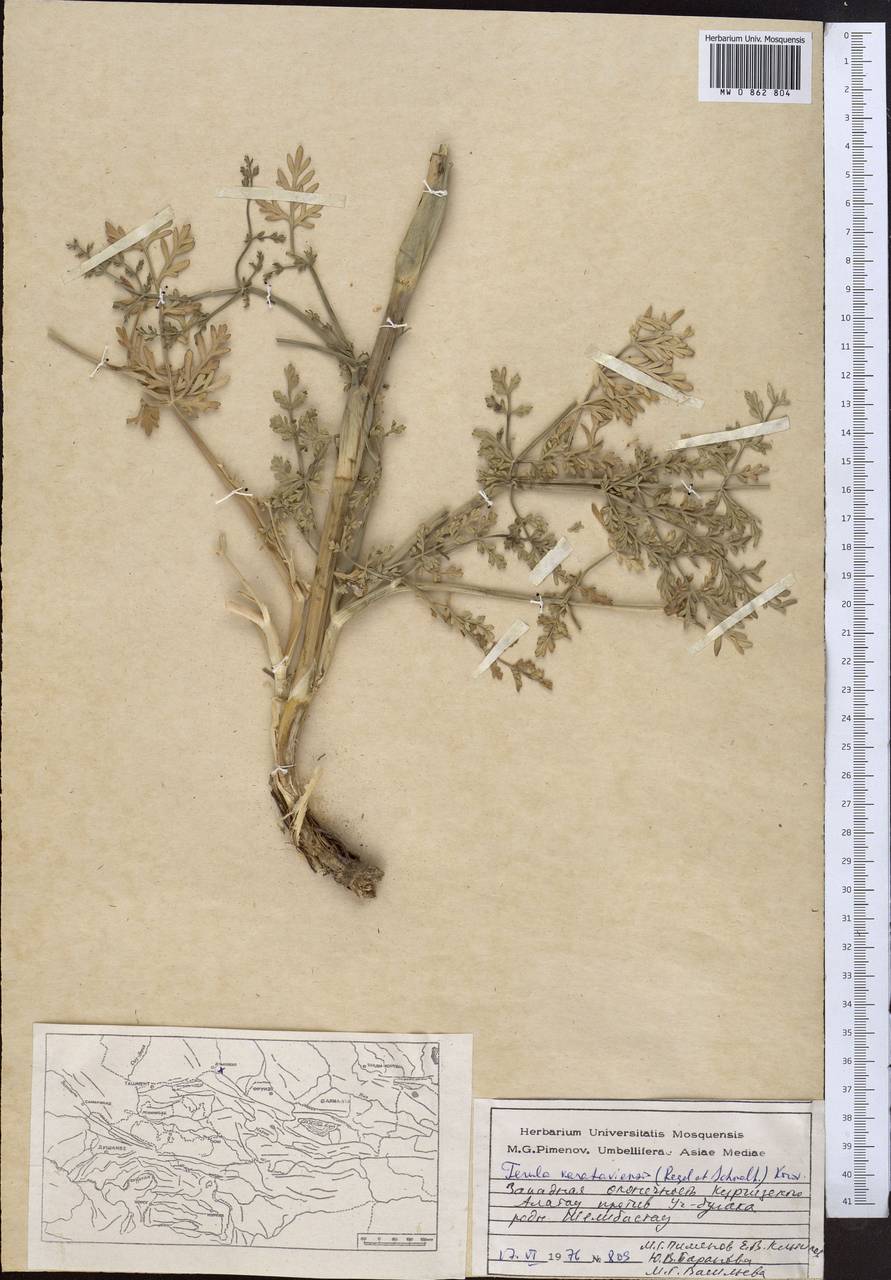 Ферула каратавская (Regel & Schmalh.) Korovin, Средняя Азия и Казахстан, Западный Тянь-Шань и Каратау (M3) (Казахстан)