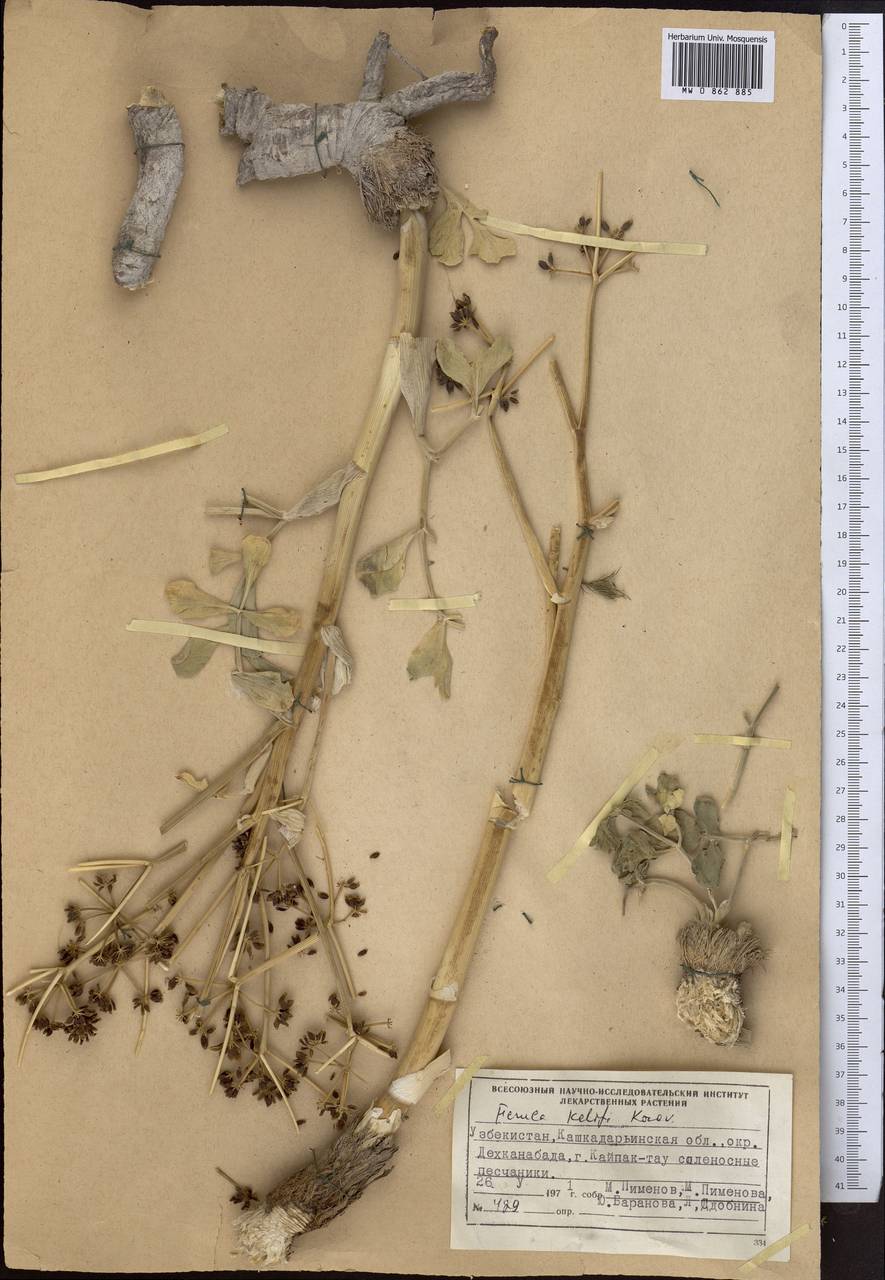 Ферула келифа Korovin, Средняя Азия и Казахстан, Сырдарьинские пустыни и Кызылкумы (M7) (Узбекистан)