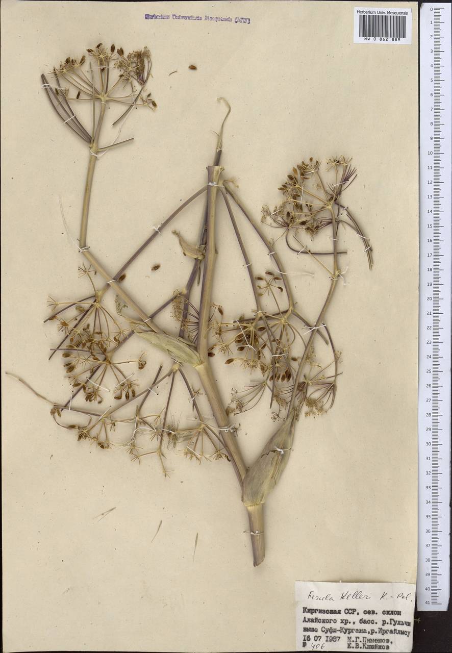 Ферула Келлера Koso-Pol., Средняя Азия и Казахстан, Памир и Памиро-Алай (M2) (Киргизия)