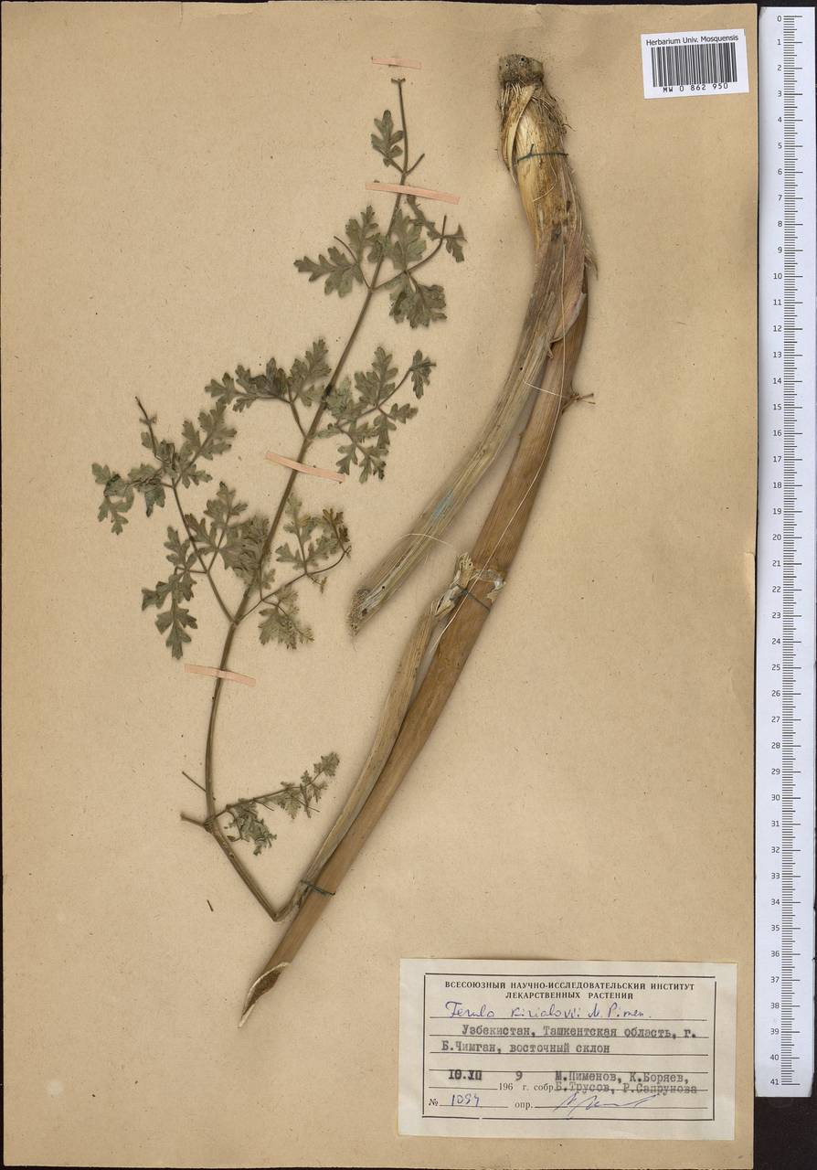 Ферула Кирьялова Pimenov, Средняя Азия и Казахстан, Западный Тянь-Шань и Каратау (M3) (Узбекистан)