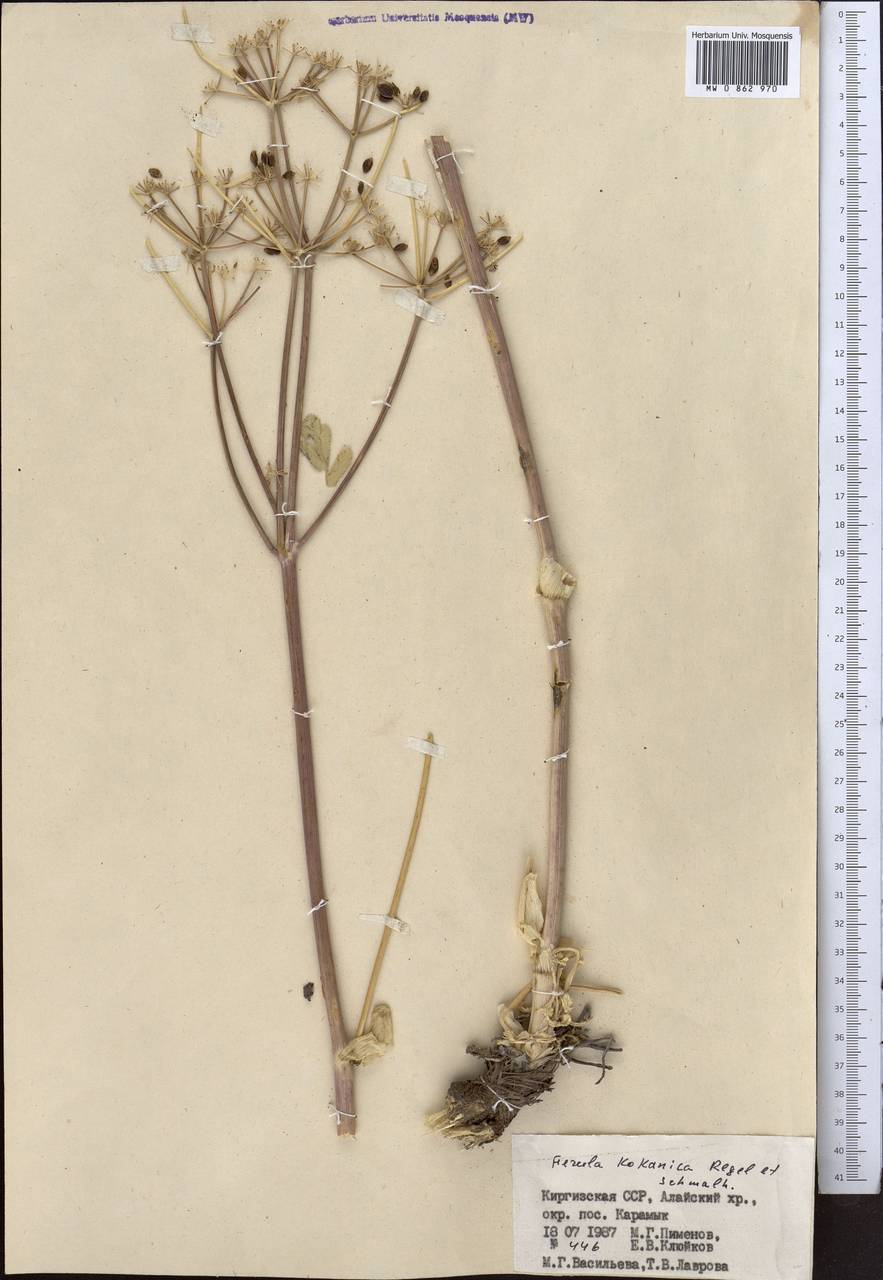 Ферула кокандская Regel & Schmalh., Средняя Азия и Казахстан, Памир и Памиро-Алай (M2) (Киргизия)