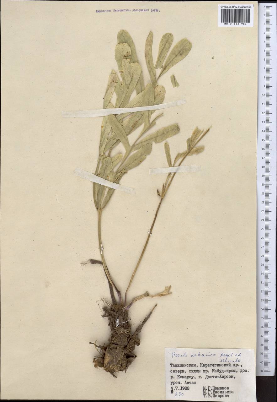 Ферула кокандская Regel & Schmalh., Средняя Азия и Казахстан, Памир и Памиро-Алай (M2) (Таджикистан)