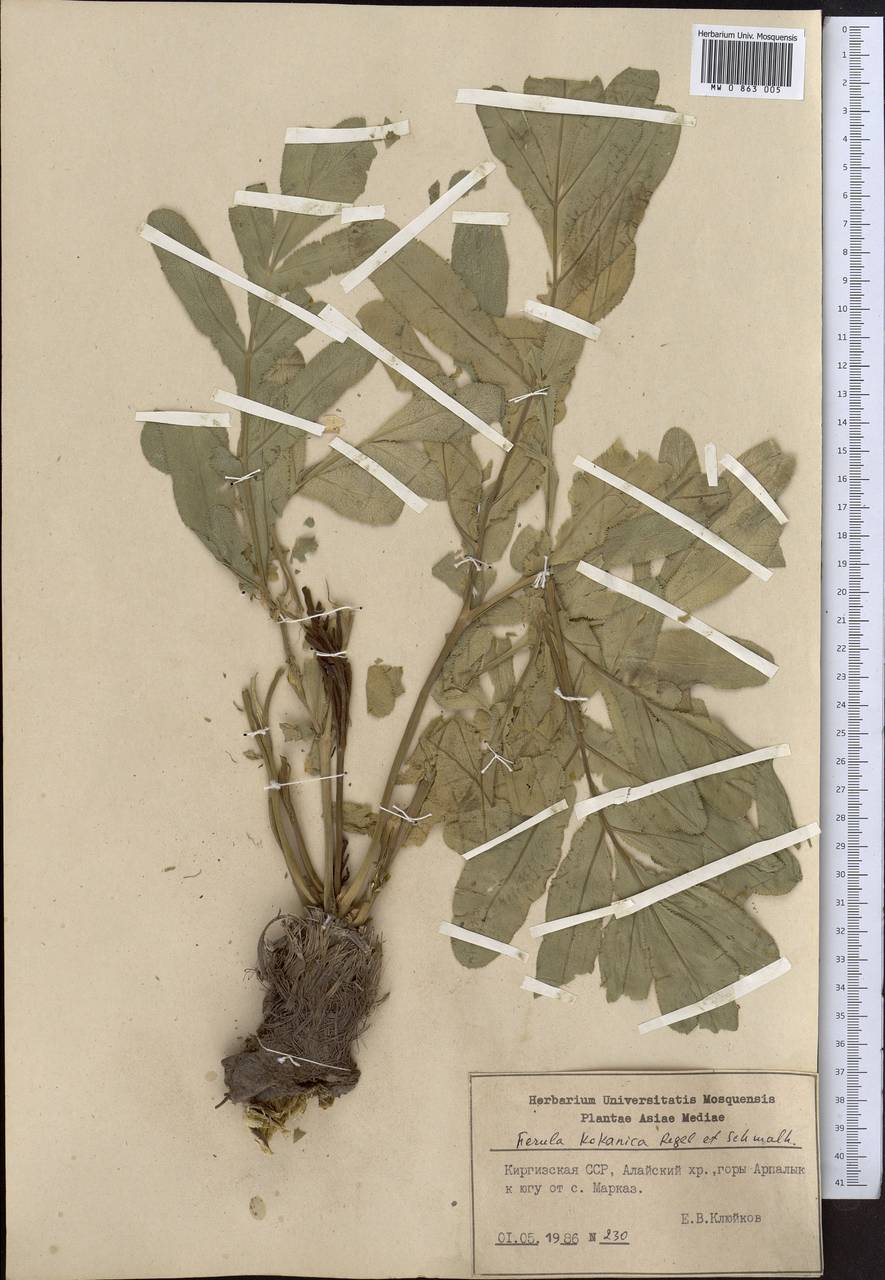 Ферула кокандская Regel & Schmalh., Средняя Азия и Казахстан, Памир и Памиро-Алай (M2) (Киргизия)