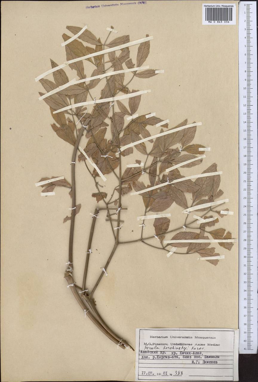 Ферула Коржинского Korovin, Средняя Азия и Казахстан, Памир и Памиро-Алай (M2) (Киргизия)