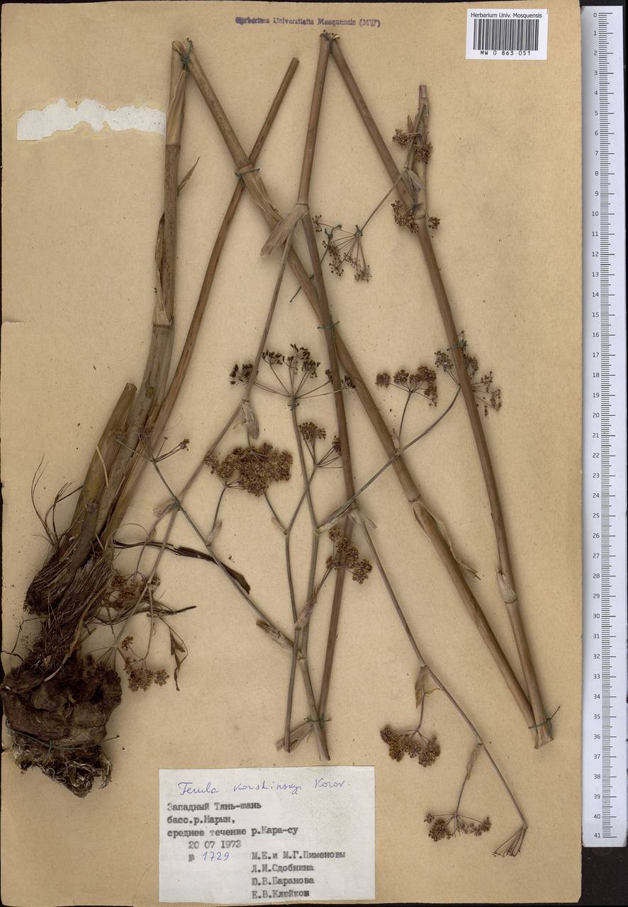 Ферула Коржинского Korovin, Средняя Азия и Казахстан, Западный Тянь-Шань и Каратау (M3) (Киргизия)