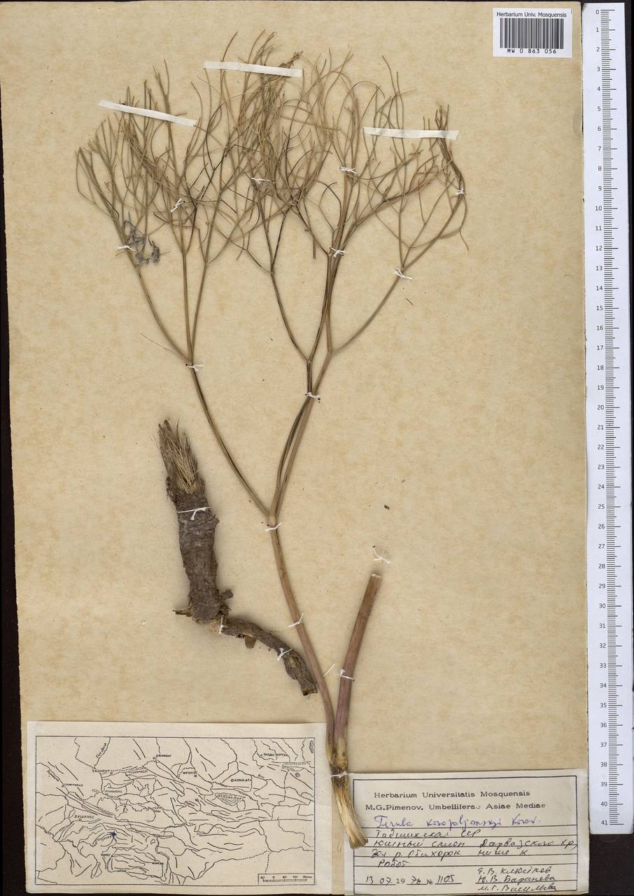 Ферула Козо-Полянского Korovin, Средняя Азия и Казахстан, Памир и Памиро-Алай (M2) (Таджикистан)