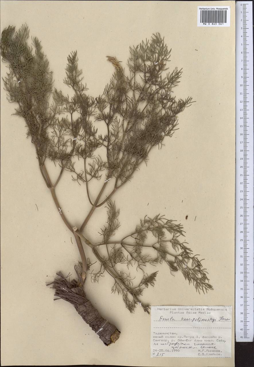Ферула Козо-Полянского Korovin, Средняя Азия и Казахстан, Памир и Памиро-Алай (M2) (Таджикистан)