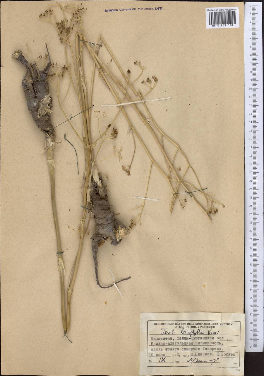 Ферула гладколистная Korovin, Средняя Азия и Казахстан, Муюнкумы, Прибалхашье и Бетпак-Дала (M9) (Казахстан)