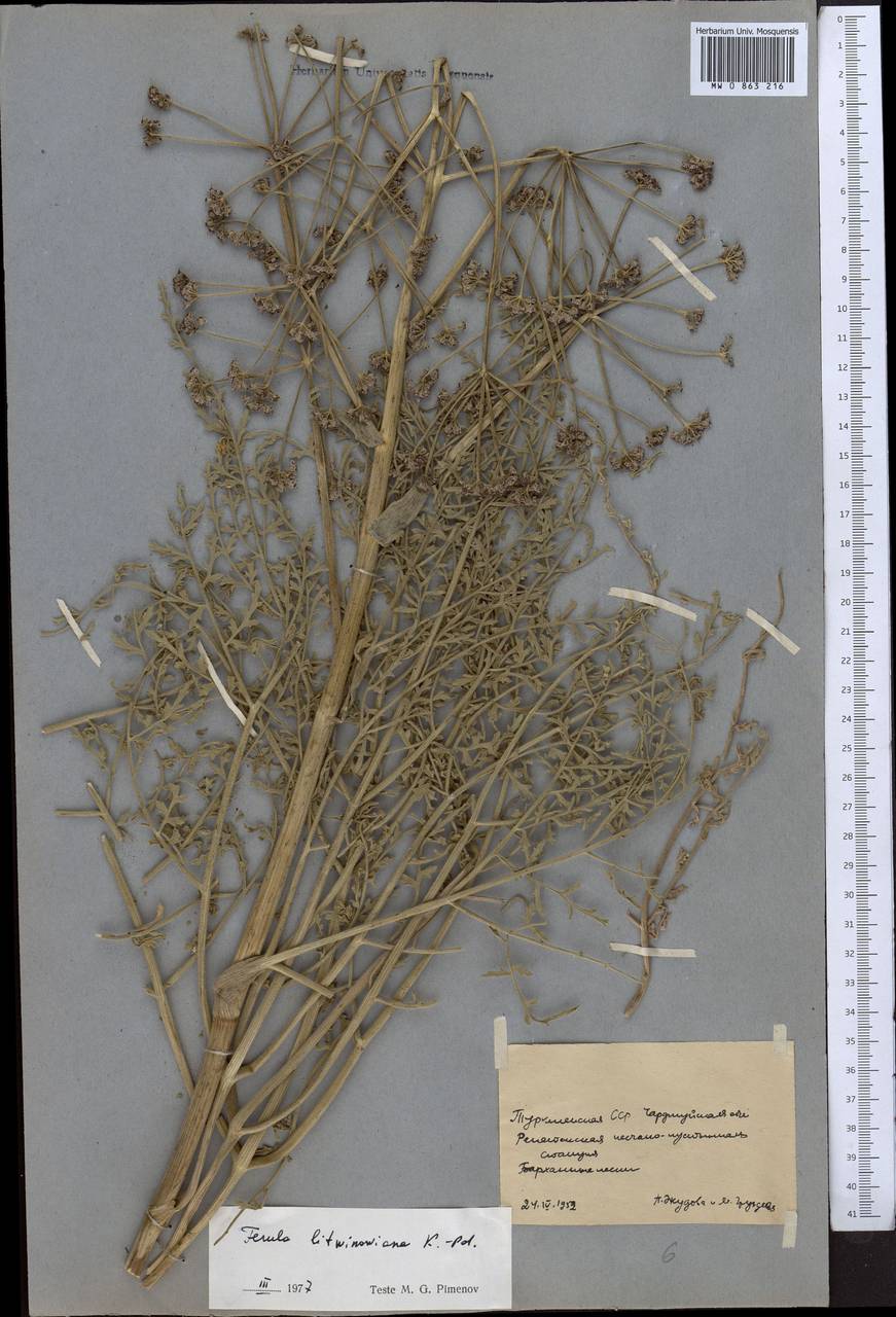 Ферула Литвинова Koso-Pol., Средняя Азия и Казахстан, Каракумы (M6) (Туркмения)