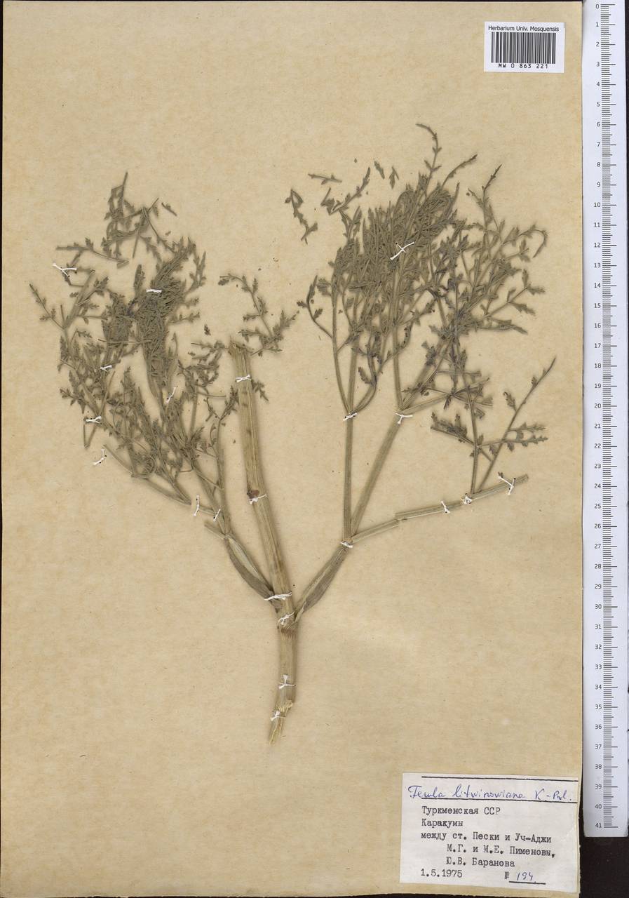Ферула Литвинова Koso-Pol., Средняя Азия и Казахстан, Каракумы (M6) (Туркмения)