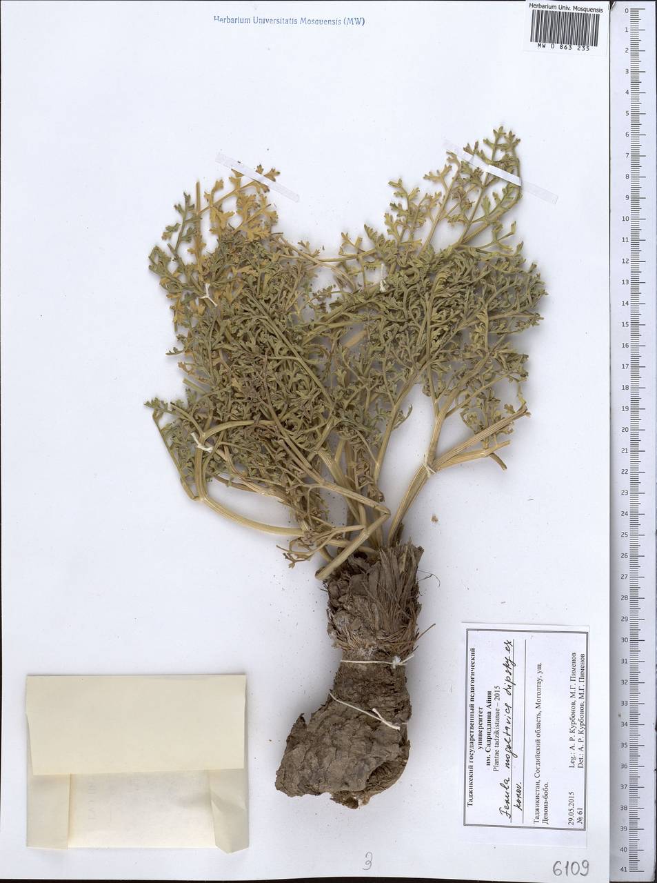 Ферула моголтавская Lipsky ex Korovin, Средняя Азия и Казахстан, Западный Тянь-Шань и Каратау (M3) (Таджикистан)