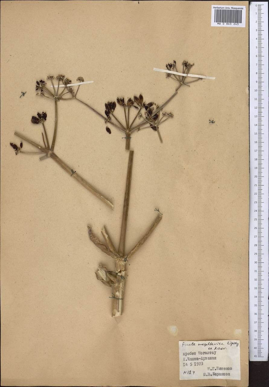 Ферула моголтавская Lipsky ex Korovin, Средняя Азия и Казахстан, Западный Тянь-Шань и Каратау (M3) (Киргизия)