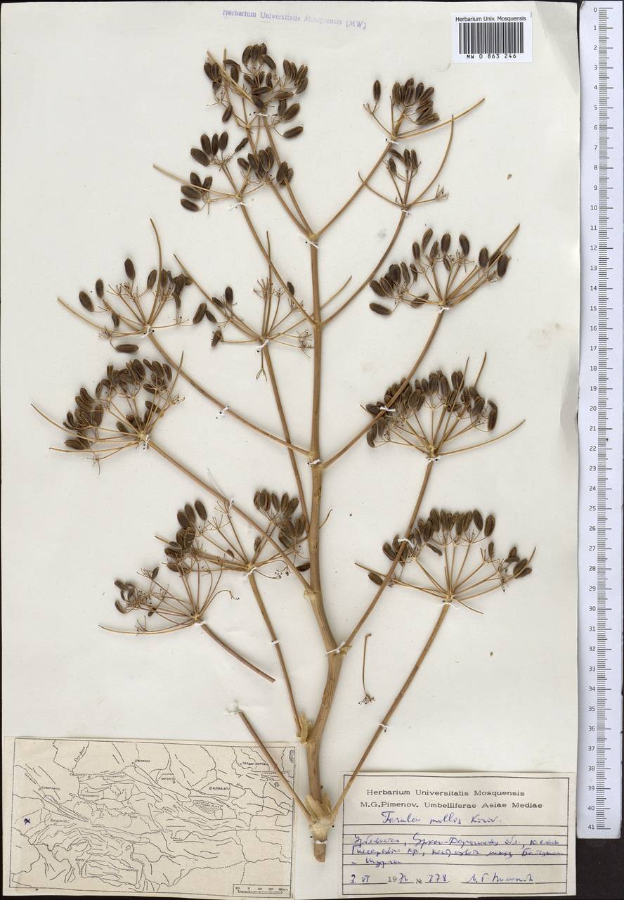 Ферула краснопесчаниковая Korovin, Средняя Азия и Казахстан, Памир и Памиро-Алай (M2) (Узбекистан)