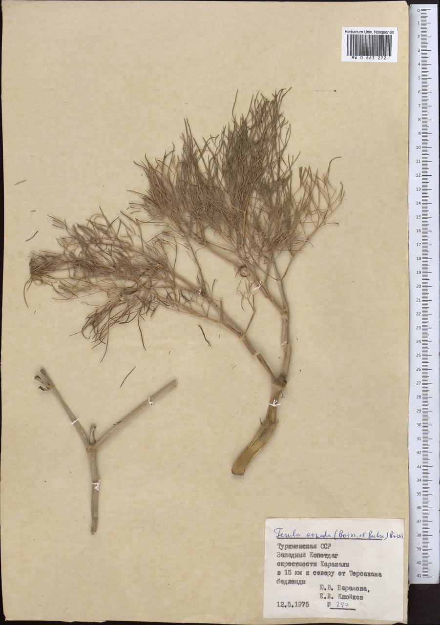 Ферула яйценогая (Boiss. & Buhse) Boiss., Средняя Азия и Казахстан, Копетдаг, Бадхыз, Малый и Большой Балхан (M1) (Туркмения)