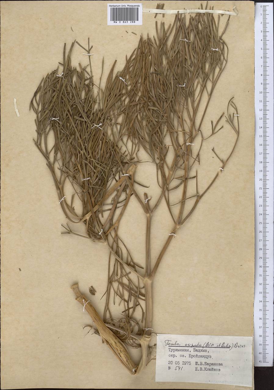 Ферула яйценогая (Boiss. & Buhse) Boiss., Средняя Азия и Казахстан, Каракумы (M6) (Туркмения)