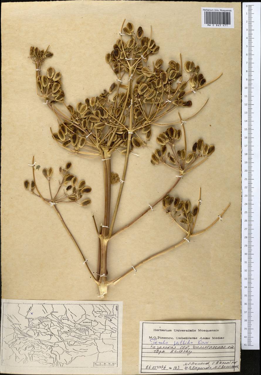 Ферула бледная Korovin, Средняя Азия и Казахстан, Западный Тянь-Шань и Каратау (M3) (Казахстан)