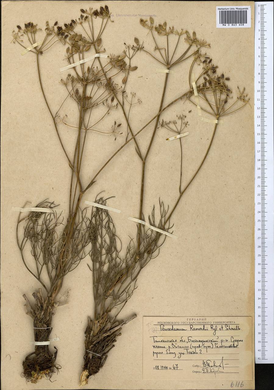 Ферула Ренара (Regel & Schmalh.) Pimenov, Средняя Азия и Казахстан, Западный Тянь-Шань и Каратау (M3) (Узбекистан)